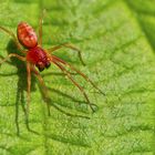 MÜCKENHORROR? DIE INSEKTENPOLIZEI AUF LEISEN SOHLEN REGELT DAS