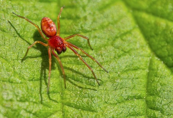 MÜCKENHORROR? DIE INSEKTENPOLIZEI AUF LEISEN SOHLEN REGELT DAS