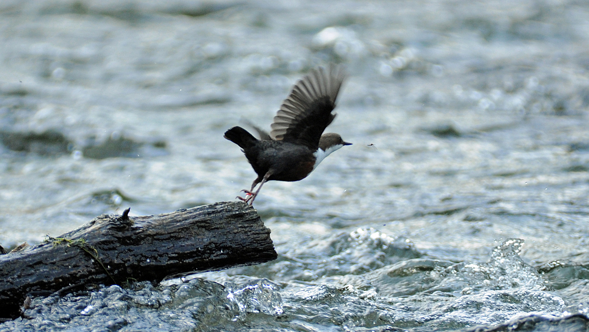 Mückenjagd -  Wasseramsel Beyenburg 2014