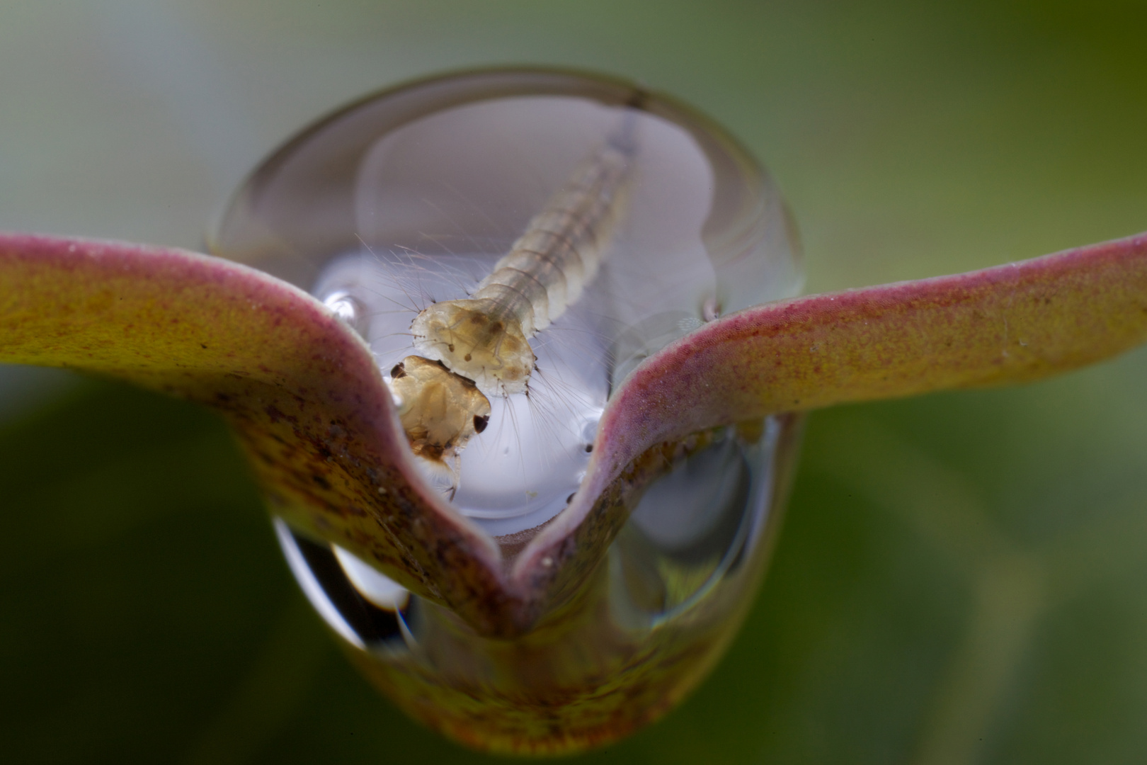 Mückenlarve im Wassertropfen an Lotosblatt