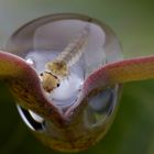 Mückenlarve im Wassertropfen an Lotosblatt