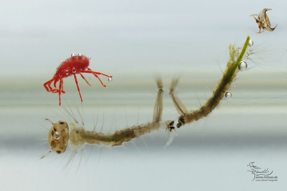 Mückenlarve mit Roter Spinnmilbe