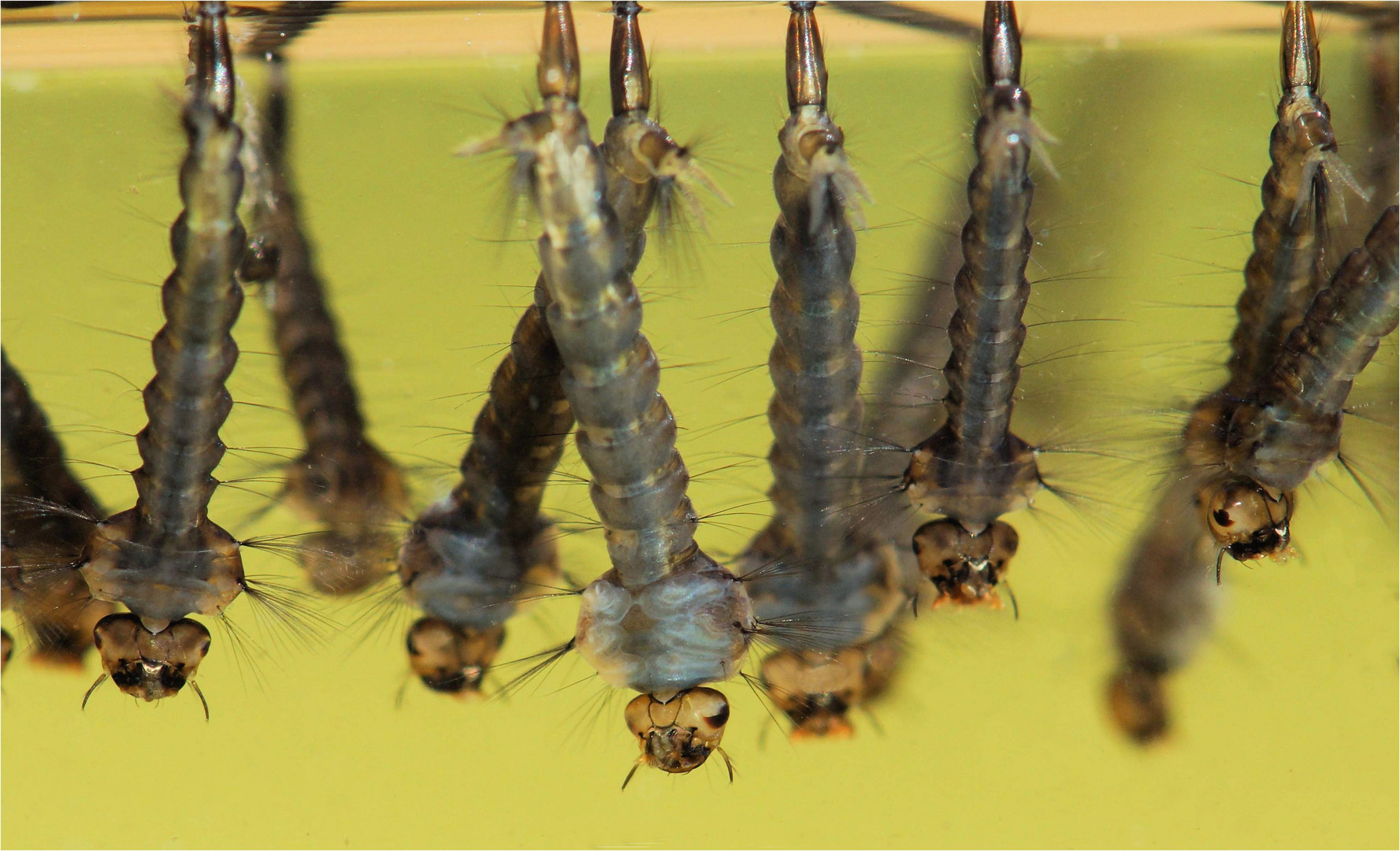 Mückenlarven... Foto & Bild tiere, wildlife, insekten Bilder auf