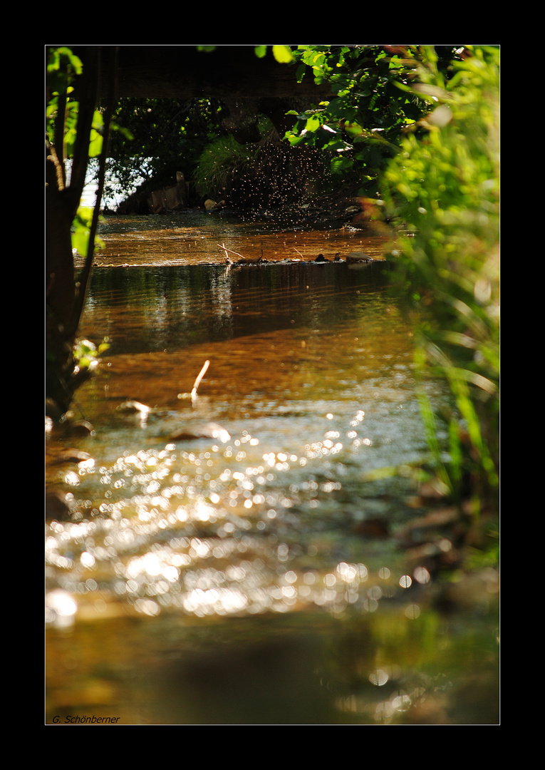 Mückenschwarm