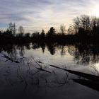 Mückensee - Des Bibers Opfer