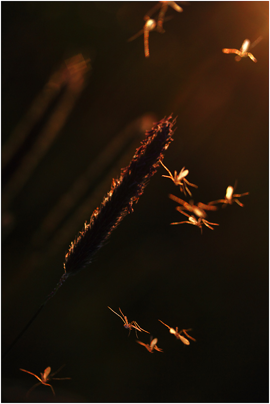 Mückentanz am Abend