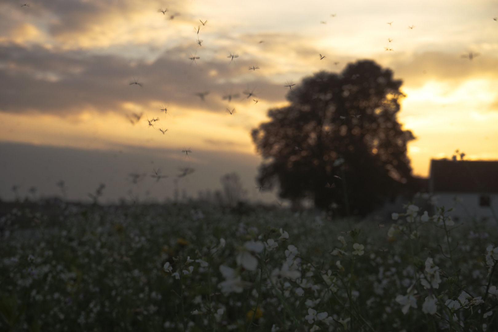 Mückentanz am Abend