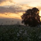 Mückentanz am Abend