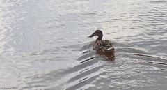 Mückentanz über dem See...