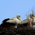 Müde, aber pünktlich zu Ostern angekommen.