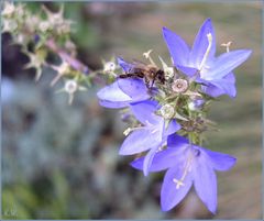 Müde Biene - Blaue Biene ??