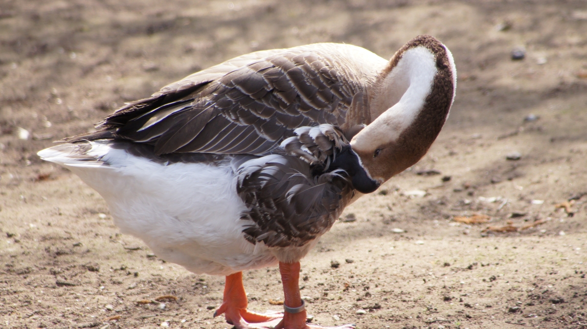 Müde Gans oder Gans müde