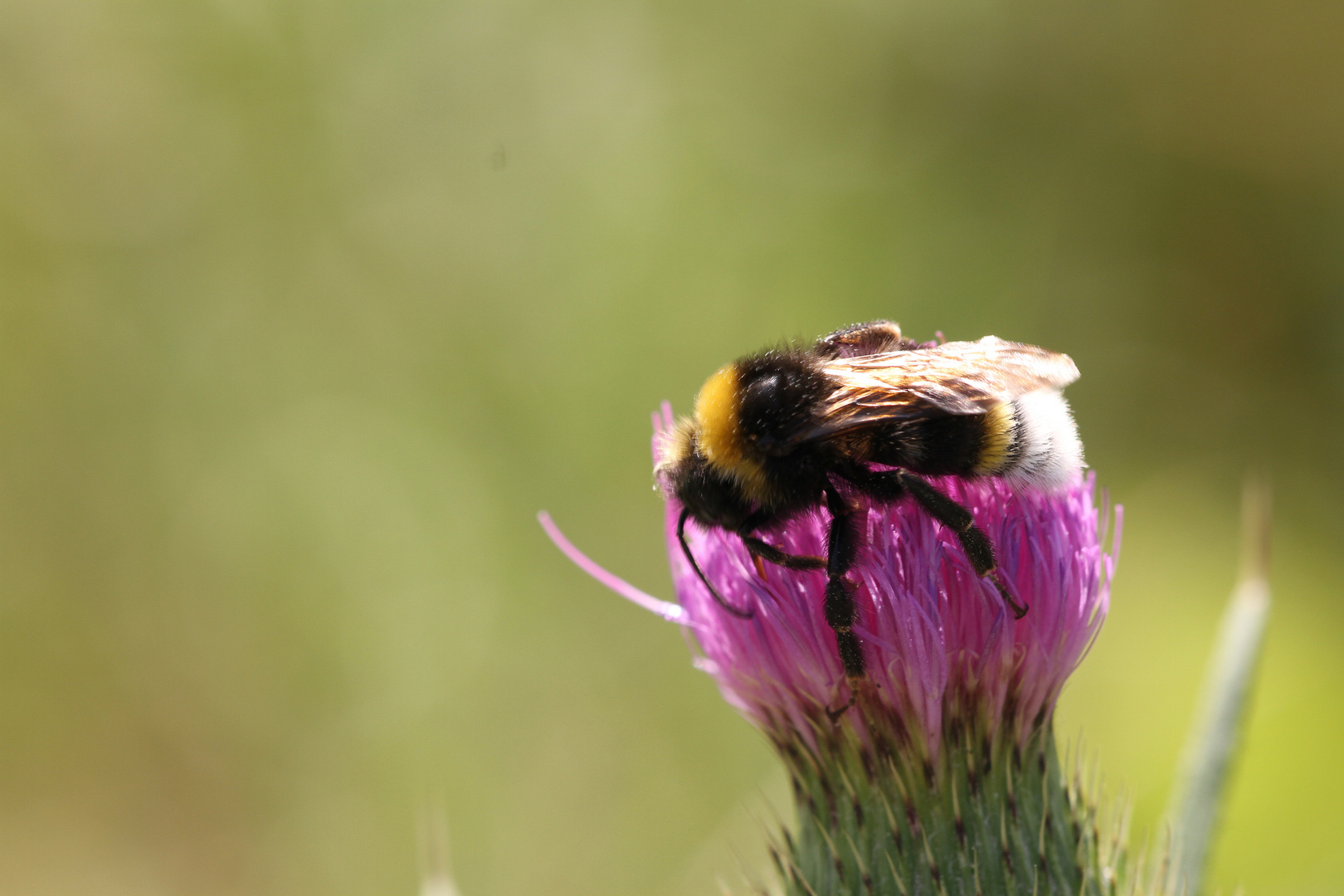 müde Hummel