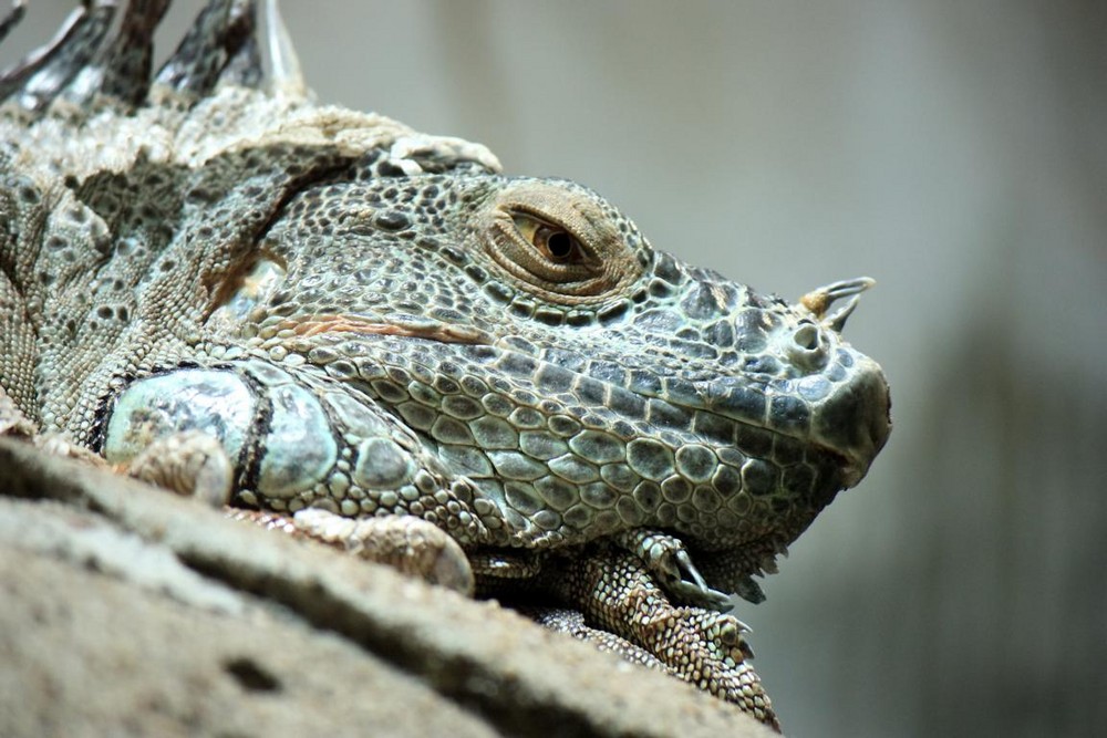 Müde im Terrarium