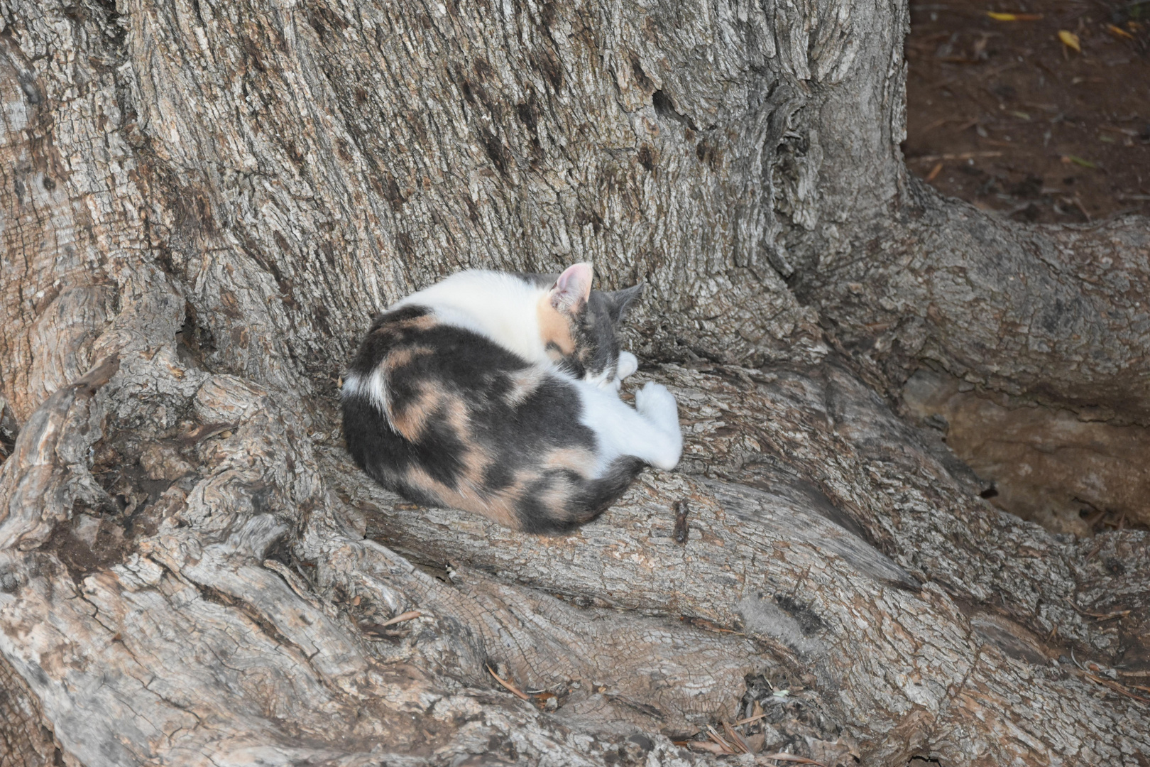 Müde Katze ruht auf dem Olivenbaum