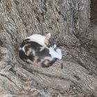 Müde Katze ruht auf dem Olivenbaum
