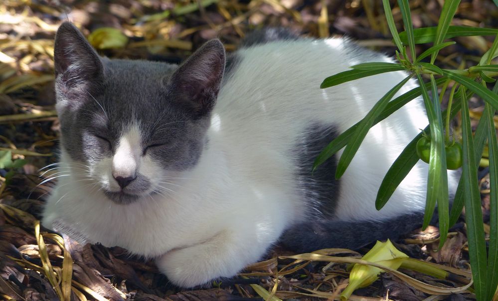 müde kleine Katze