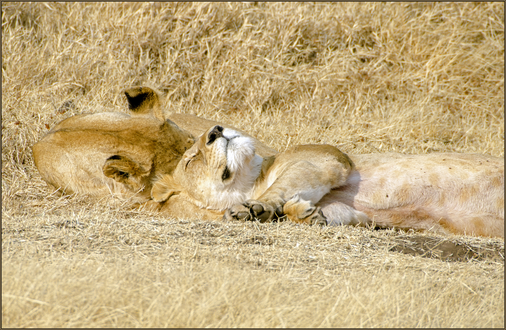 müde Löwen