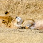 müde Löwen