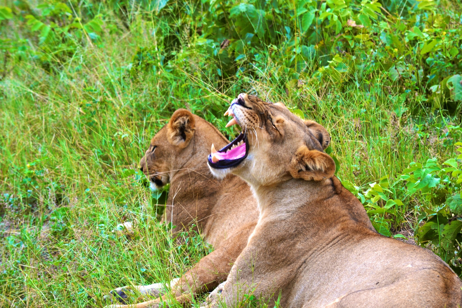 Müde Löwen in Botswana...Gäääähn