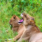 Müde Löwen in Botswana...Gäääähn