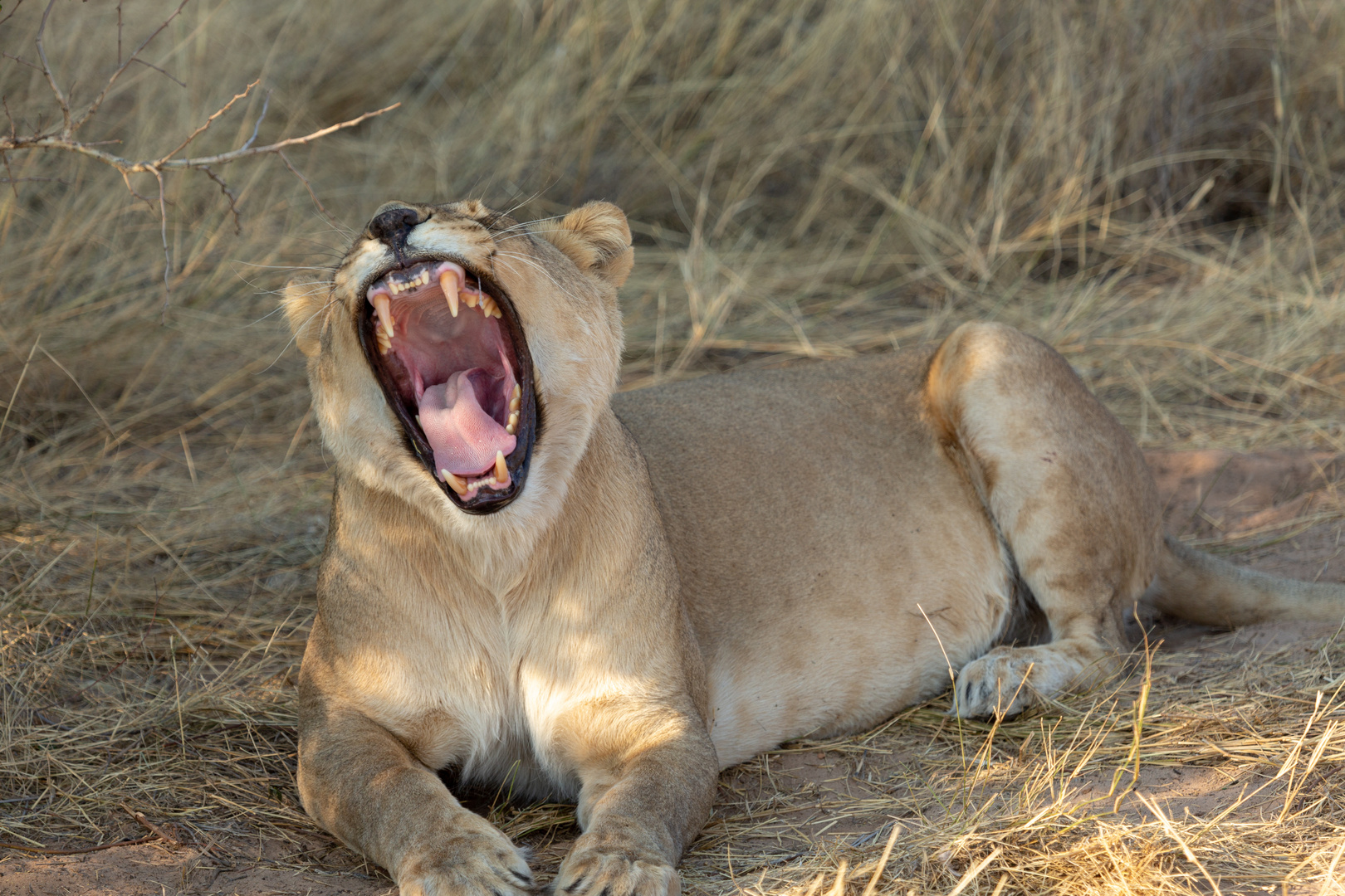 Müde Löwin in Namibia 