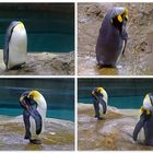 Müde Pinguine