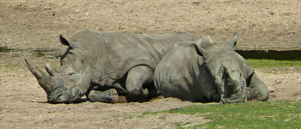 Müde Rhinos