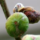 Müde Schnecke