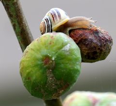 Müde Schnecke