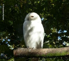 Müde Schnee Eule