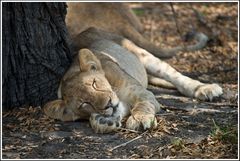 Müde, Selous-NP, Tansania