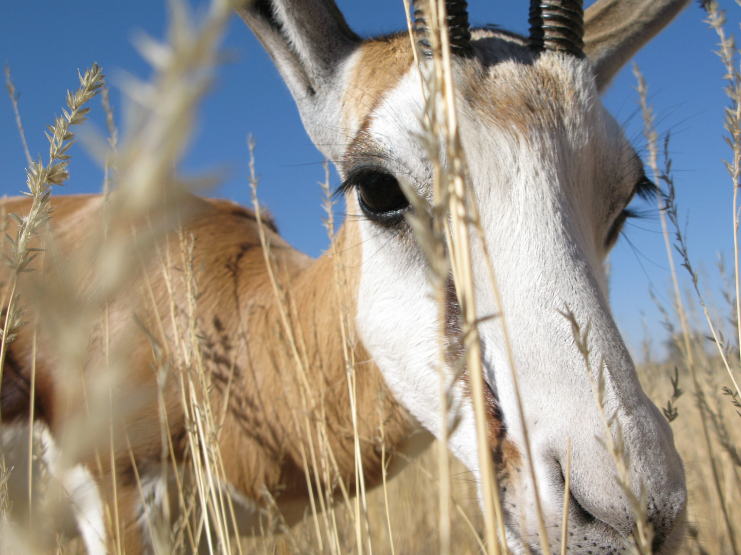 müde Springbokdame