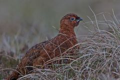 Müde vom Balzen - Red Grouse