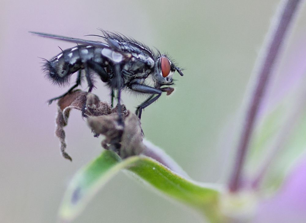 °°°° müde vom Fliegen °°°°