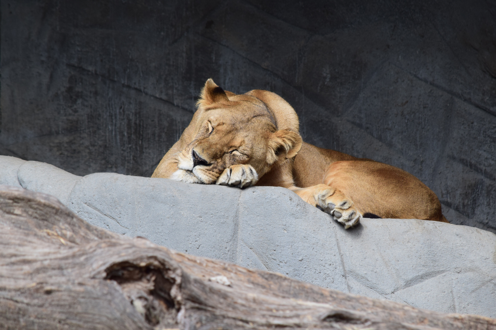 Mude Vom Fotoshooting Foto Bild Tiere Wildlife Natur Bilder Auf Fotocommunity