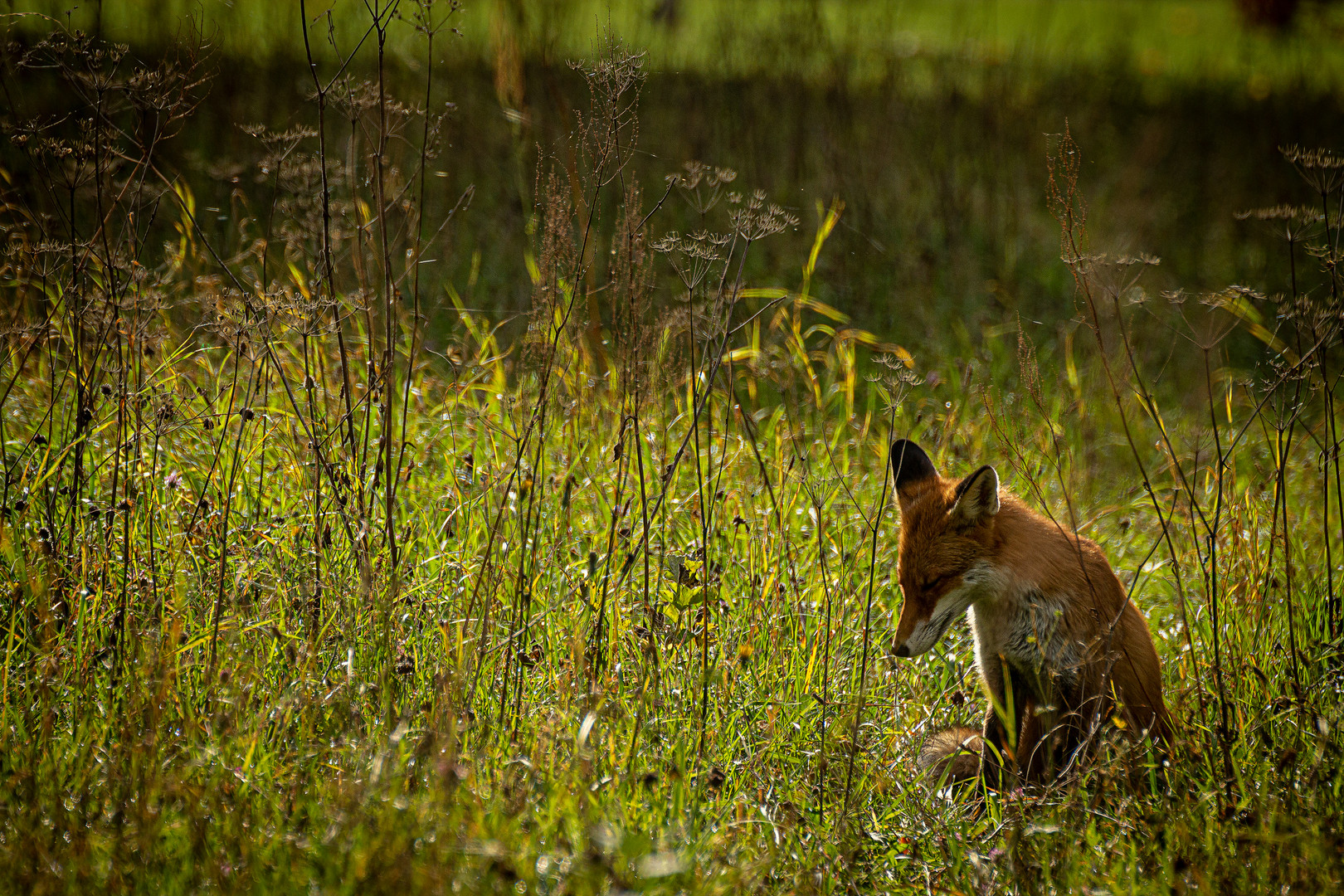 Muede war der junge Fuchs 