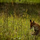 Muede war der junge Fuchs 