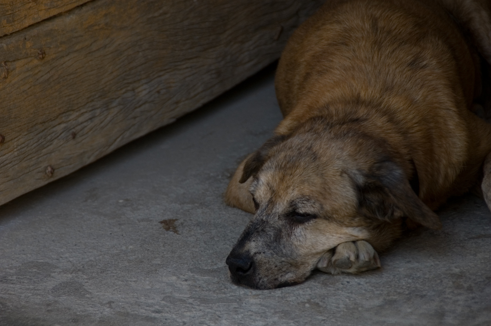 Müder, alter Hund