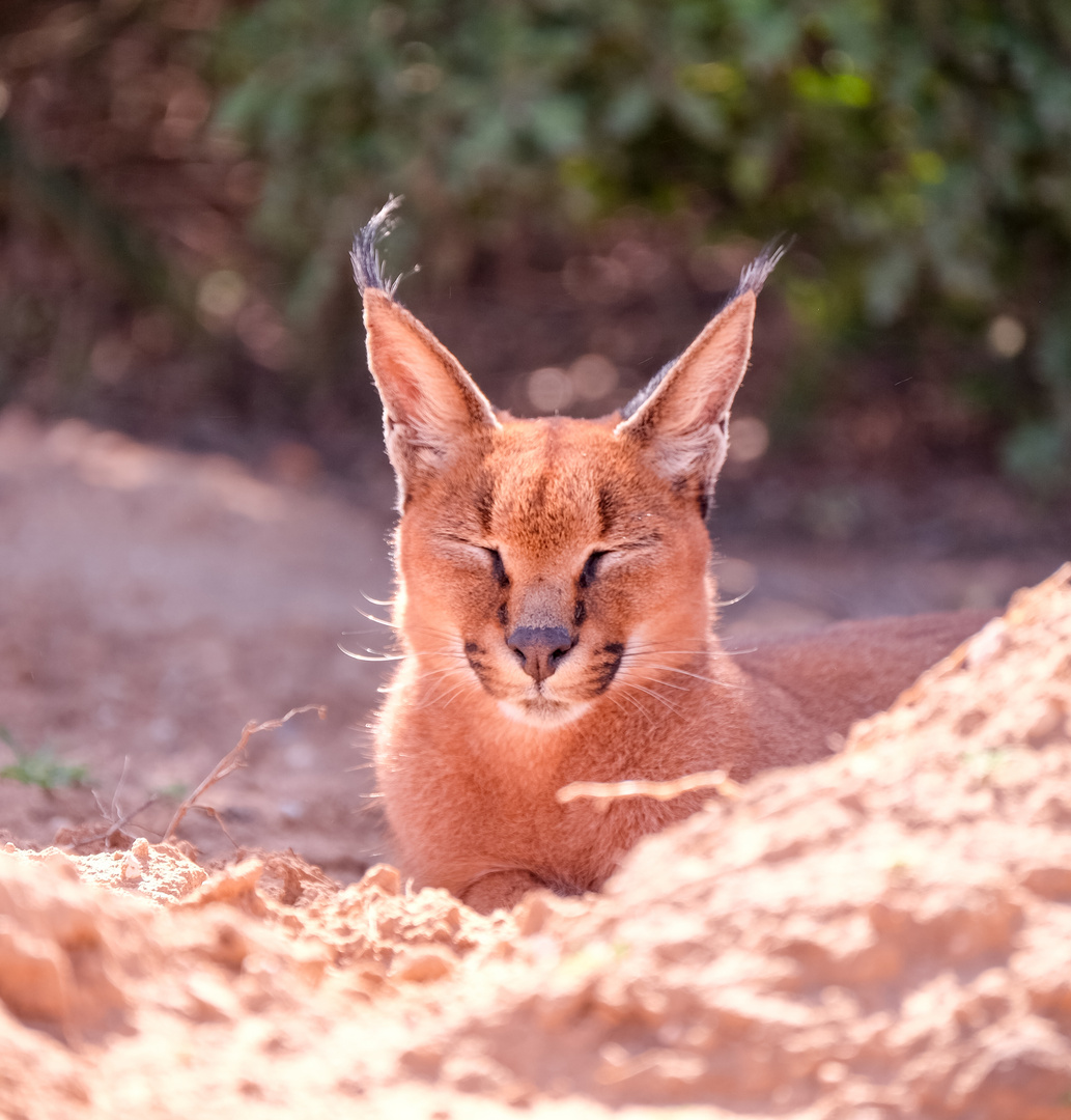 Müder Caracal