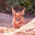 Müder Caracal