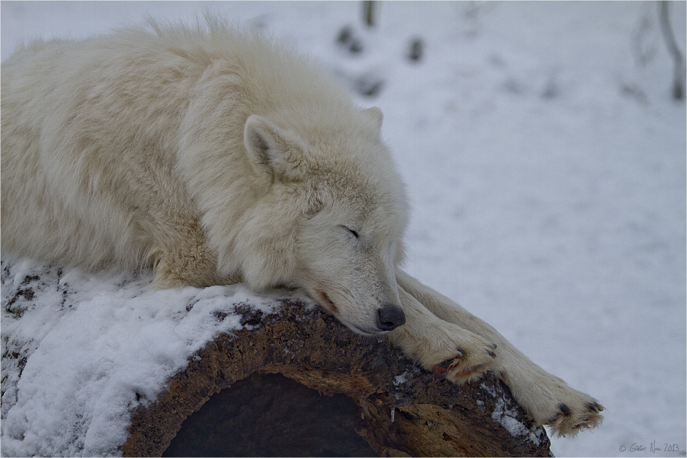 Müder einsamer Wolf