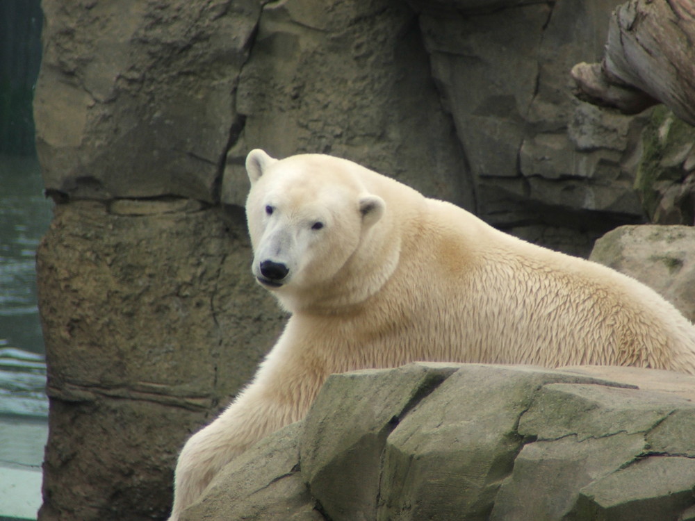 müder Eisbär