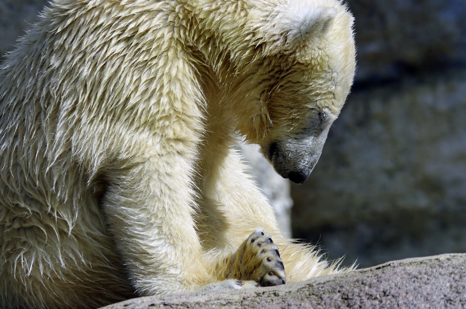 müder Eisbär