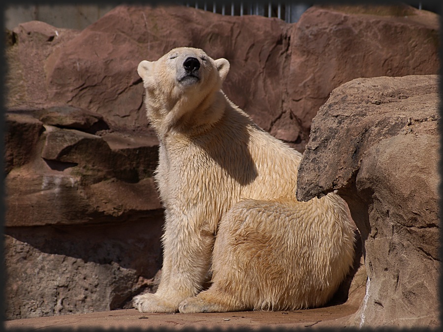 müder Eisbär