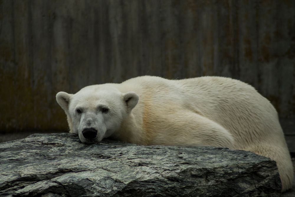 Müder Eisbär