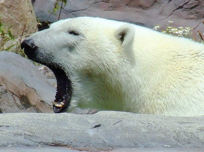 Müder Eisbär ...