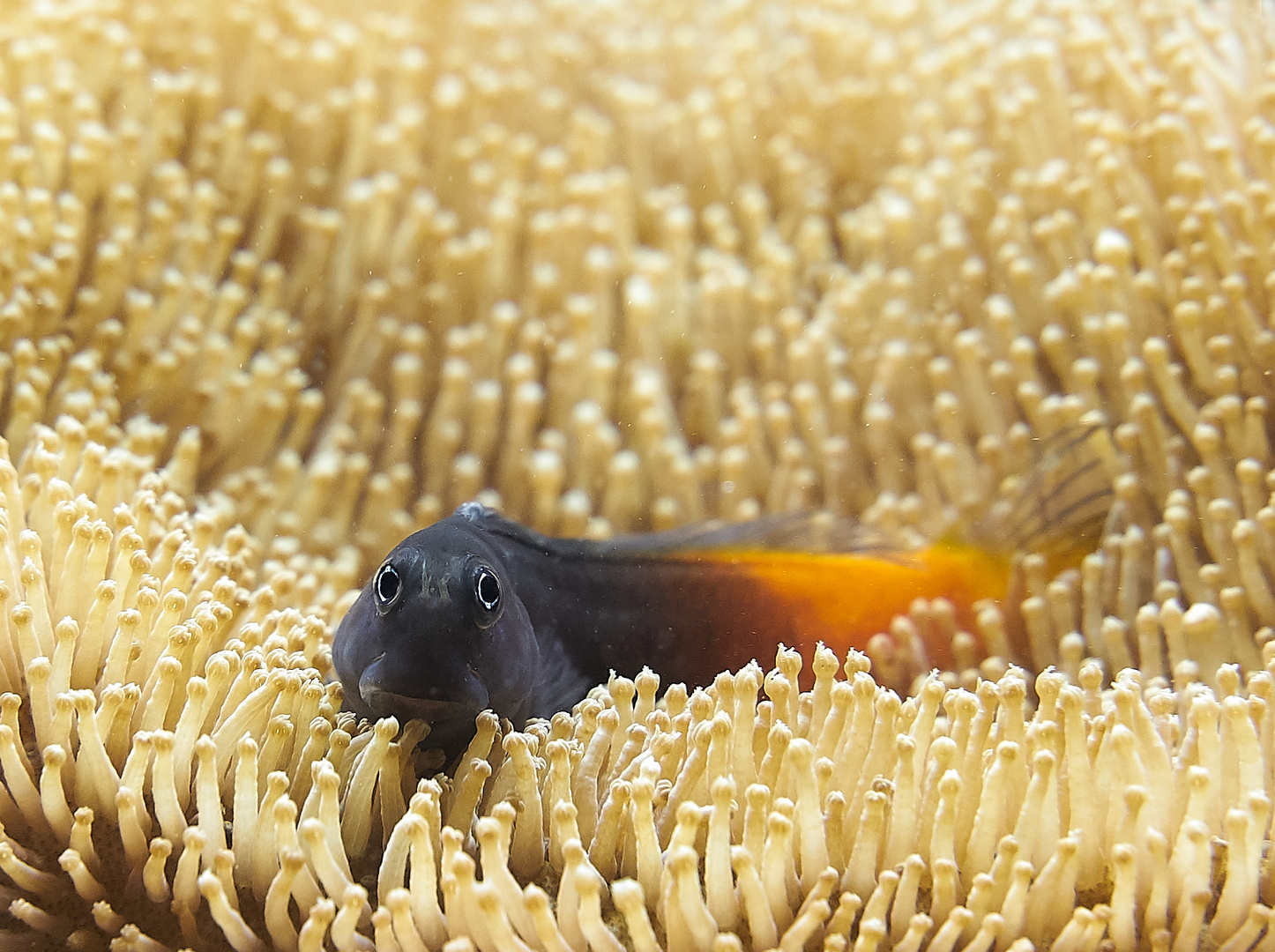 Müder Fisch auf Anemonenbett