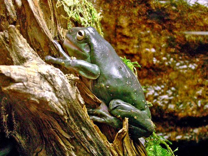 Müder Frosch