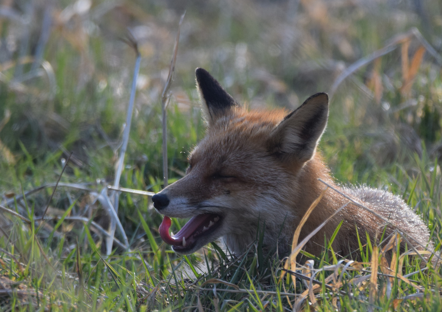 müder Fuchs